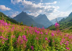 Wierzbówka kiprzyca na tle gór w Parku Narodowym Glacier