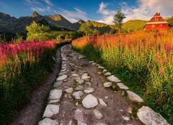 Góry Tatry, Hala Gąsienicowa, Droga, Domy, Drewniane, Kwiaty, Wierzbówka kiprzyca, Tatrzański Park Narodowy, Polska