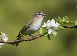 Ptak, Wierzbownik, Gałązka, Kwiatki, Listki