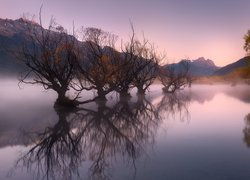 Wierzby na jeziorze Wakatipu w Glenorchy