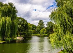 Park, Drzewa, Wierzby, Jezioro