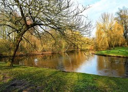 Park, Staw, Drzewa, Wierzby płaczące, Kaczki