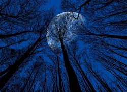 Wierzchołki drzew na tle księżyca