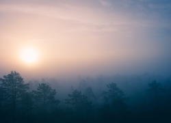 Wierzchołki drzew spowite mgłą w blasku wschodzącego słońca