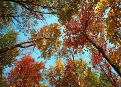 Wierzchołki jesiennych drzew