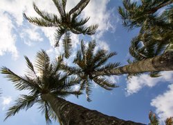 Wierzchołki palm na tle nieba