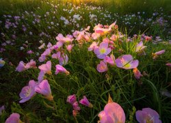 Kwiaty, Różowy, Wiesiołek, Oenothera rosea, Łąka