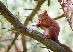 Wiewiórka na drzewie podczas konsumpcji