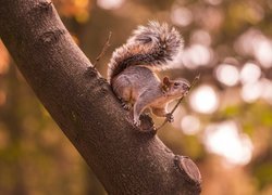 Wiewiórka na drzewie przy gałązce