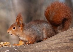 Wiewiórka na konarze obok orzeszków