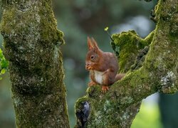 Wiewiórka na omszałym pniu drzewa