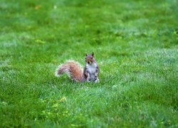 Wiewiórka na zielonej trawie