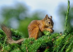 Wiewiórka na zielonych gałązkach