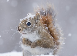 Wiewiórka obsypana śniegiem