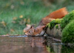 Wiewiórka pijąca wodę