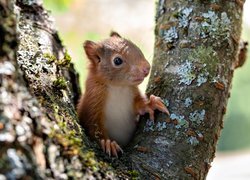 Wiewiórka pomiędzy konarami drzewa