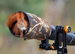 Wiewiórka, Schronienie, Obiektyw, Aparat fotograficzny