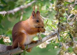 Wiewiórka siedząca na gałęzi