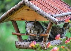 Wiewiórka w karmniku dla ptaków