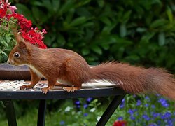 Wiewiórka w ogrodzie na stoliku z kwiatami