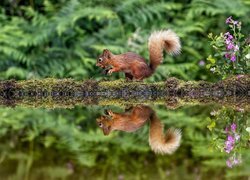 Wiewiórka z orzechem nad wodą