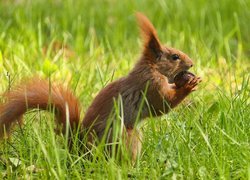Wiewiórka z orzechem w łapkach na trawie