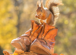 Wiewiórka z orzeszkiem stoi na butach