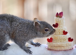 Wiewiórka zainteresowana tortem z serduszkami