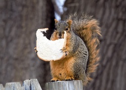 Wiewiórka zajadająca chleb