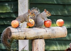 Wiewiórki z jabłkami na belce