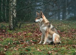 Pies, Wilczak czechosłowacki, Drzewa
