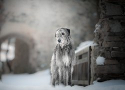 Pies, Wilczarz irlandzki, Śnieg, Rozmyte, Tło