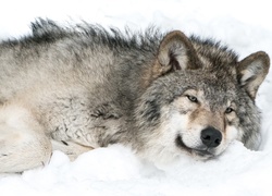 Wilk leżący na śniegu
