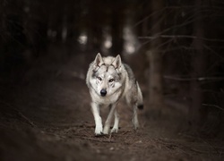 Wilk na leśnej drodze w rozmytym tle