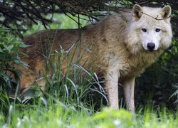 Wilk polarny w trawie pod gałązkami