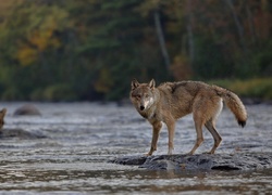 Wilk stoi na skale wystającej z rzeki