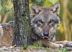 Wilk z wystawionym językiem leżący za drzewem