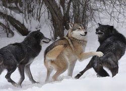 Wilki w zimowym lesie