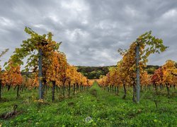 Winnica pod zachmurzonym niebem