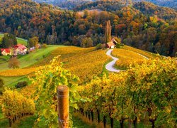 Winnica we wsi Spicnik w Słowenii jesienną porą