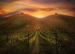 Winnice i domki na wzgórzach o wschodzie słońca