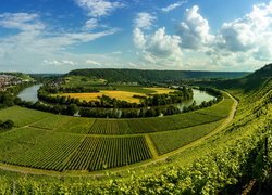 Winnice i zakole rzeki Neckar w Mundelsheim