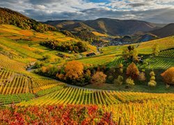 Winnice jesienią na wzgórzach Rotenberg w Niemczech