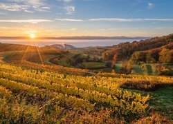 Wzgórza, Kaiserstuhl, Plantacja, Winnice, Wschód słońca, Badenia-Wirtembergia, Niemcy