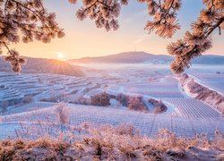 Winnice na wzgórzach Kaiserstuhl zimową porą