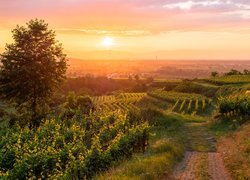 Winnice na zielonych wzgórzach o zachodzie słońca
