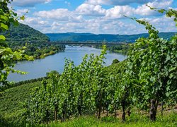 Winnice nad rzeką Mozelą w Niemczech