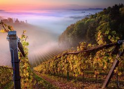 Winnice w austriackim regionie Styria w porannej mgle
