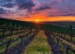 Plantacja, Winogron, Zachód słońca, Chmury, Livermore, Kalifornia, Stany Zjednoczone