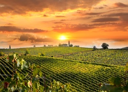 Winnice w regionie Chianti we włoskiej Toskanii